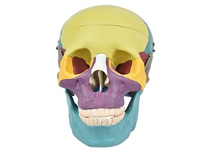 Crânio Humano Colorido c/ Mandíbula Móvel e Dentes Extraíveis em 6 Partes