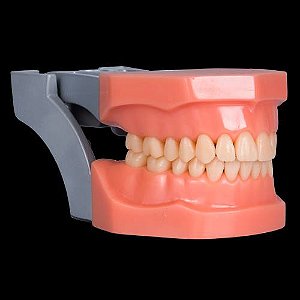 Manequim Dentística Modelo Estético (sem gengiva) 28 dentes