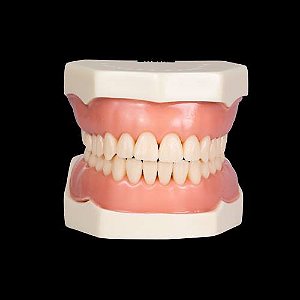 Manequim Dentística Modelo Estético com Gengiva - 28 dentes