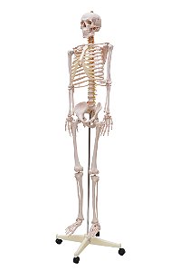 Esqueleto Humano Padrão de 1,70 cm C/ Suporte, Haste e Rodas.