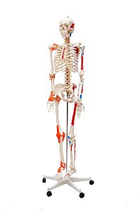 Esqueleto Humano Padrão de 1,70 cm C/ Articulações, Inserções Musculares e Haste C/ Suporte e Rodas