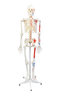 Esqueleto Humano Padrão de 1,70 cm c/, Origens e Inserções Musculares e Haste C/ Suporte e Rodas