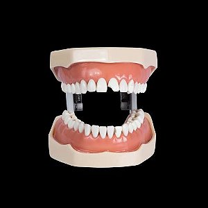Manequim para Materiais Dentários e Dentística 32 Dentes
