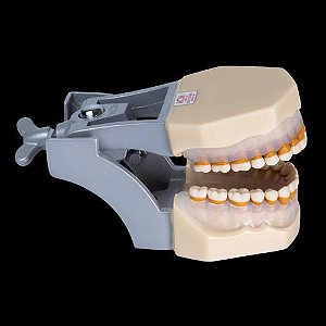 Manequim Para Periodontia 32 Dentes Fixos com Simulação de Tártaro