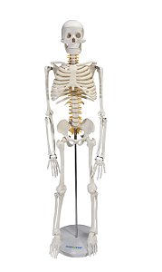 Esqueleto Humano 85 cm de Altura C/ Suporte