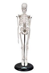 Esqueleto Humano 85 Cm De Altura C/ Suporte - 01 Und
