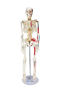 Esqueleto Humano 85 cm de Altura c/, Origens e Inserções Musculares e Haste c/ Suporte