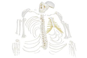Esqueleto Humano Desarticulado