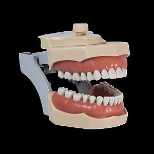 Manequim Dentística Adaptado Para Outros Fabricantes 32 dentes na Cor Marfim