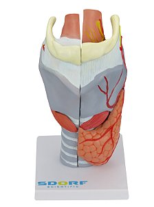 Laringe Humana Ampliada c/ Cartilagem em 5 partes