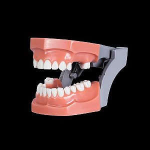 Manequim Prótese Fixa Dentes Fixos