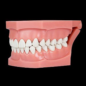 Manequim Macro Modelo Articulado 32 Dentes