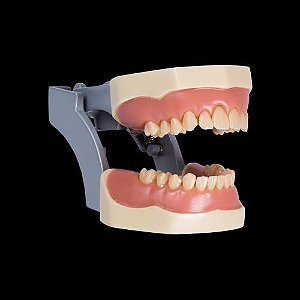 Manequim de Cirurgia Periodontal 24 Dentes