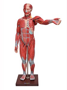 Figura Muscular Assex. de 1,70 cm c/ Órgãos Internos em 29 Partes