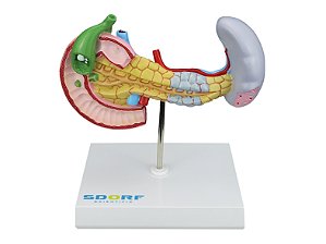 Modelo Patológico do Pâncreas, Baço, Duodeno e Vesícula Biliar