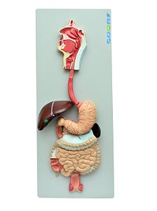 Sistema Digestório em 3 Partes