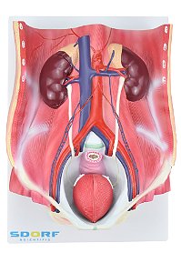 Sistema Urinário Dual Sexo em 6 Partes