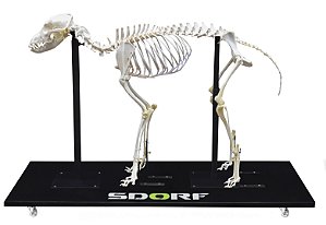 Esqueleto Natural Articulado de Cachorro (Canis Lupus Familiaris)