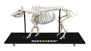Esqueleto Natural Articulado de Porco (Sus Scrofa Domesticus)