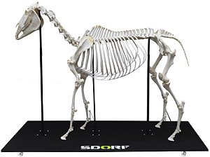 Esqueleto Natural Articulado de Equino ( Equus Ferus Caballus)