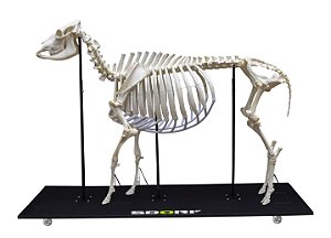 Esqueleto Natural Articulado de Boi (BosTaurus)