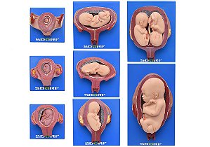 Desenvolvimento Embrionário em 8 Estágios
