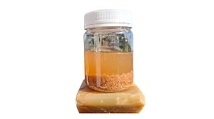 Grãos de kefir de água