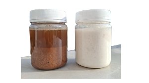 Grãos de kefir de leite e de água