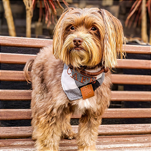 Bandana Pet personalizada Atacado - Escolha a arte