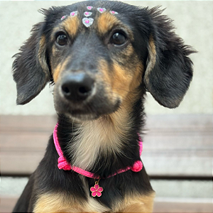 Colar Pet Paracord Rosa Escuro com berloque surpresa