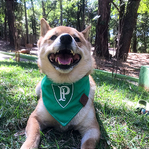 Bandana Palmeiras