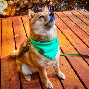 Bandana Verde Pet