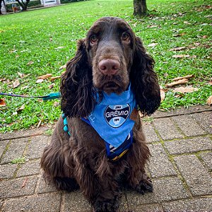 Bandana Pet Grêmio