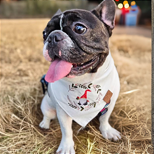 Bandana Pet Bordado Natal