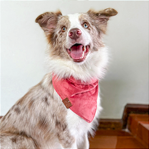 Bandana rosa coral veludo Pet
