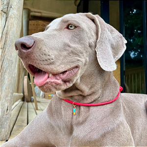 Colar Pet Paracord Vermelho com berloque surpresa