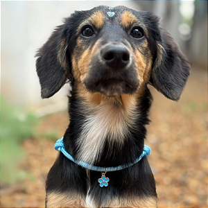 Colar Pet Paracord Azul bebe com berloque surpresa