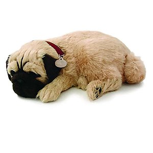 Perfect PETZZZ Filhote Cachorro PUG