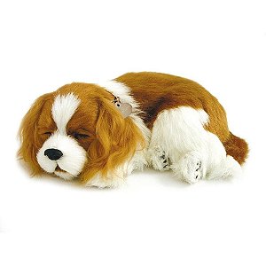 Perfect PETZZZ Filhote Cachorro Cavalier KING Charles
