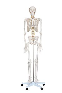 Esqueleto Humano Padrão de 180 cm C/ Suporte, Haste e Rodas