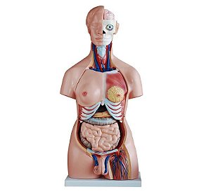 Modelo de Torso 85cm, Unissex - 40 peças
