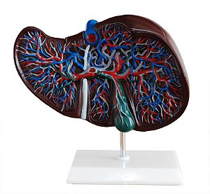 Modelo do Fígado Humano