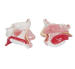 Modelo da Anatomia da Cavidade Nasal
