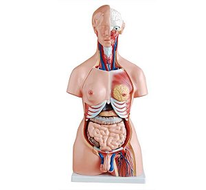 Torso de 45cm, Bissexual com Coluna Exposta, em 23 Partes