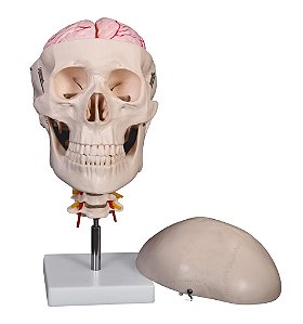 Crânio com Coluna Cervical e Cérebro, em 8 Partes