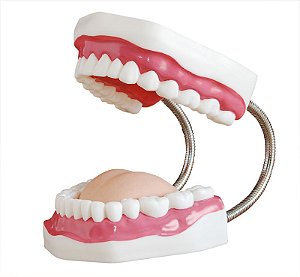 Modelo Dental para Treinamento de Cuidados Odontológicos