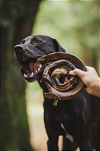 VERGALHO BOVINO NATUKA