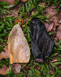 ORELHA SUÍNA- NATUKA