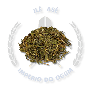 ERVAS SECAS - CATINGA DE MULATA