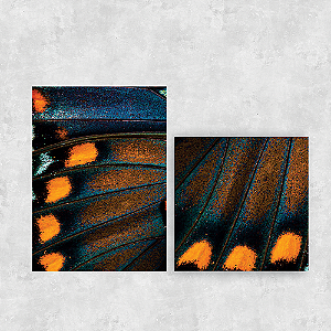 Conjunto de 2 quadros - Borboleta Azul - Série Macro